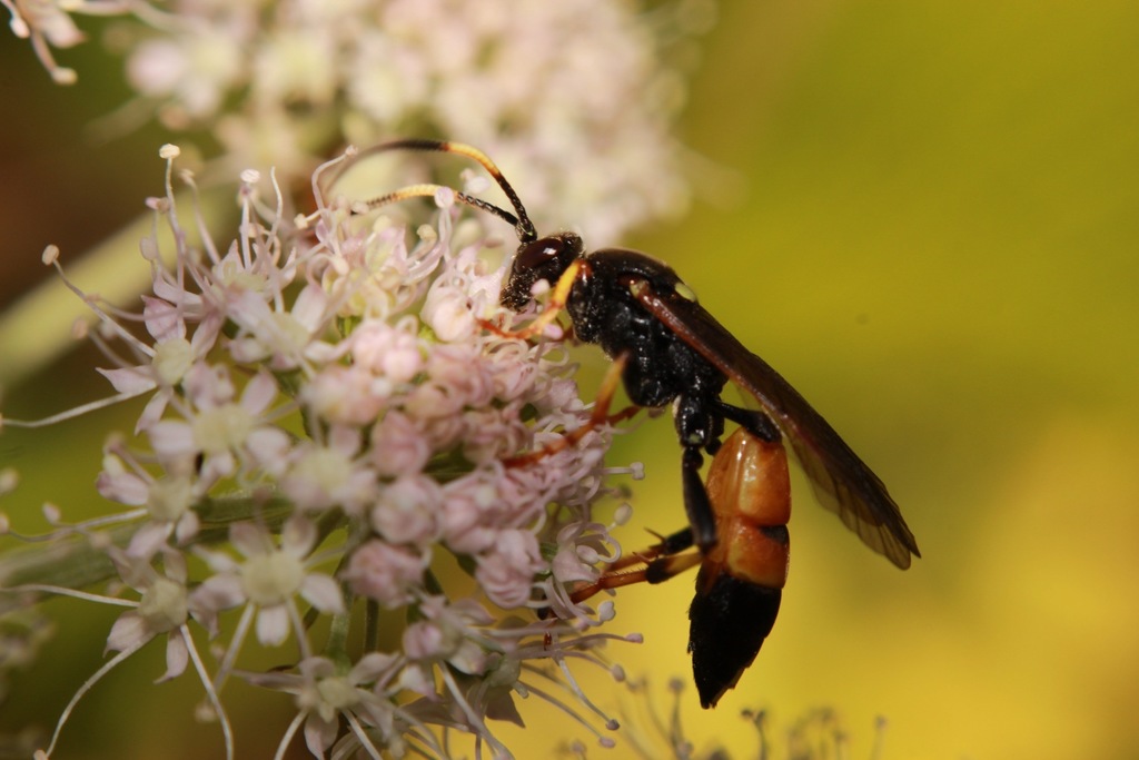 Ichneumon terminatorius