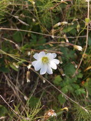 Cerastium glabratum