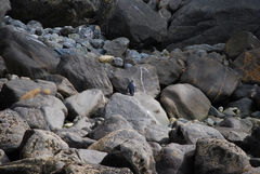 Eudyptes pachyrhynchus