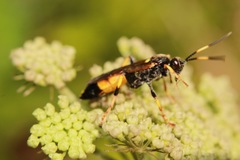 Ichneumon stramentor