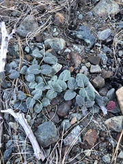 Asclepias solanoana