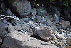 Eudyptes pachyrhynchus