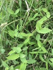 Arthraxon lanceolatus