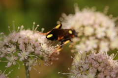 Ichneumon stramentor