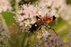 Ichneumon stramentor