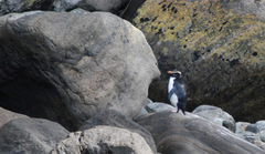 Eudyptes pachyrhynchus