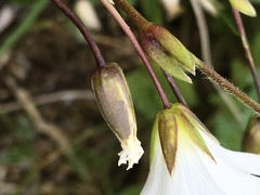 Cerastium glabratum