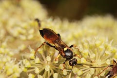 Ichneumon stramentor