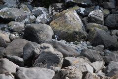 Eudyptes pachyrhynchus