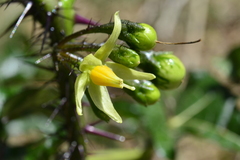 Solanum atropurpureum
