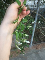 Jasminum officinale