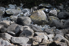 Eudyptes pachyrhynchus