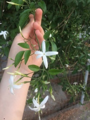 Jasminum officinale