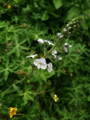 Veronica gentianoides