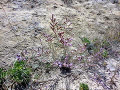 Limonium virgatum