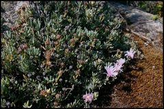 Lampranthus multiradiatus