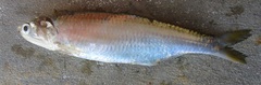 Engraulidae