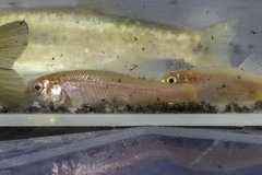 Pimephales promelas