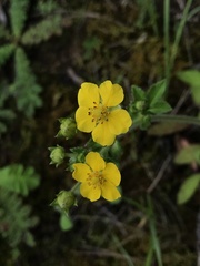 Potentilla fulgens
