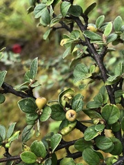 Cotoneaster dielsianus