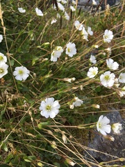 Cerastium nigrescens