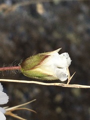 Cerastium nigrescens