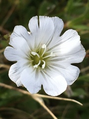 Cerastium nigrescens