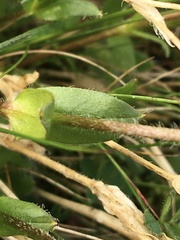 Cerastium nigrescens