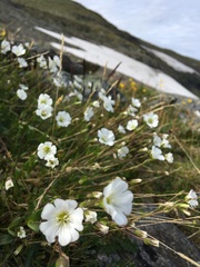 Cerastium nigrescens