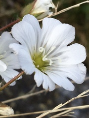 Cerastium nigrescens