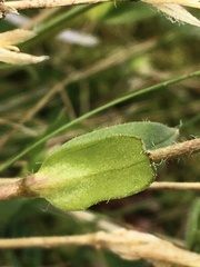 Cerastium nigrescens
