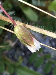 Cerastium nigrescens