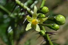 Solanum atropurpureum