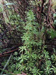 Galium asperifolium