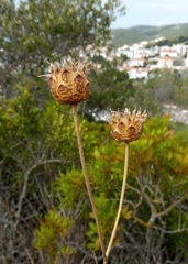 Rhaponticoides africana