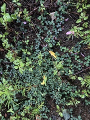 Leptodesmia microphylla