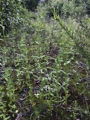 Galium asperifolium