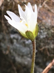 Dichodon cerastoides