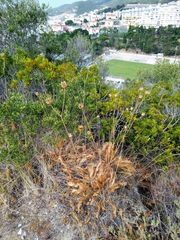 Rhaponticoides africana