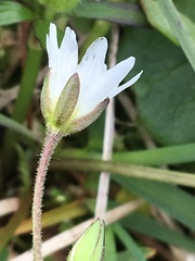 Dichodon cerastoides