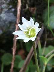 Dichodon cerastoides