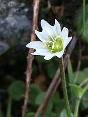 Dichodon cerastoides