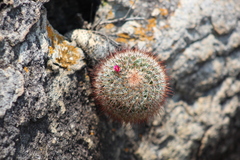 Mammillaria jaliscana jaliscana