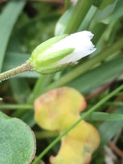 Dichodon cerastoides