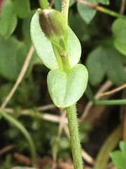 Dichodon cerastoides