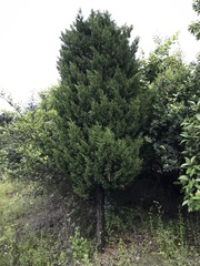 Cupressus duclouxiana