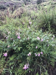 Incarvillea diffusa