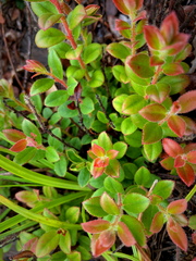 Vaccinium fragile