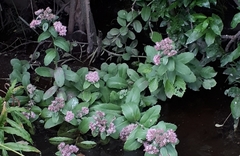 Hylotelephium telephium