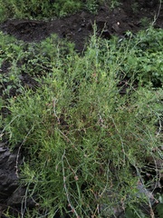 Rumex hastatus